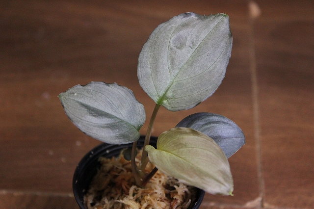 ホマロメナ Homalomena sp.Purple Velvet Kepulauan Riau Kn便 – 熱帯 